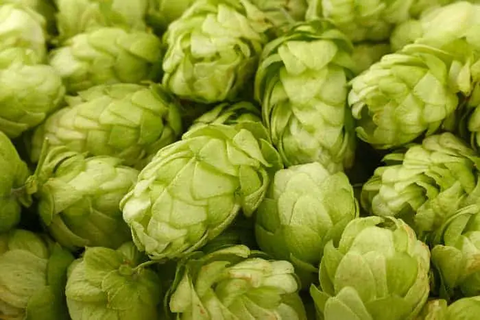 Closeup of picked fresh hops cones.