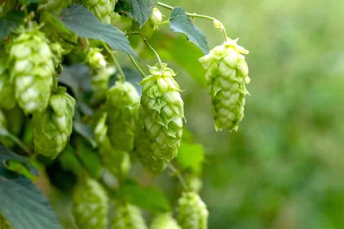 Closeup of hops cones growing on a plant.