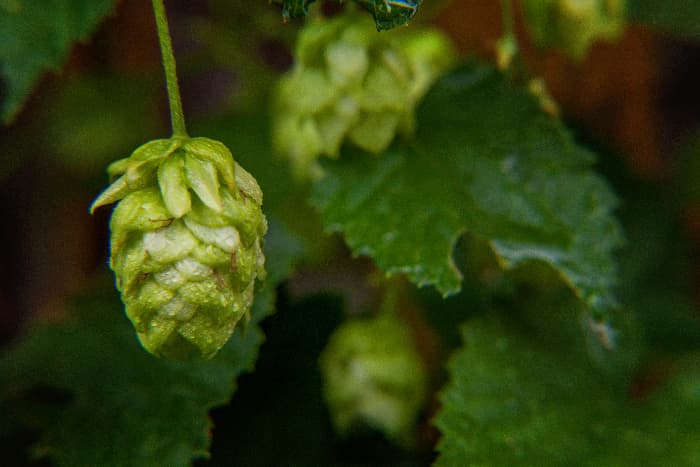 Closeup of hops cones on plant.