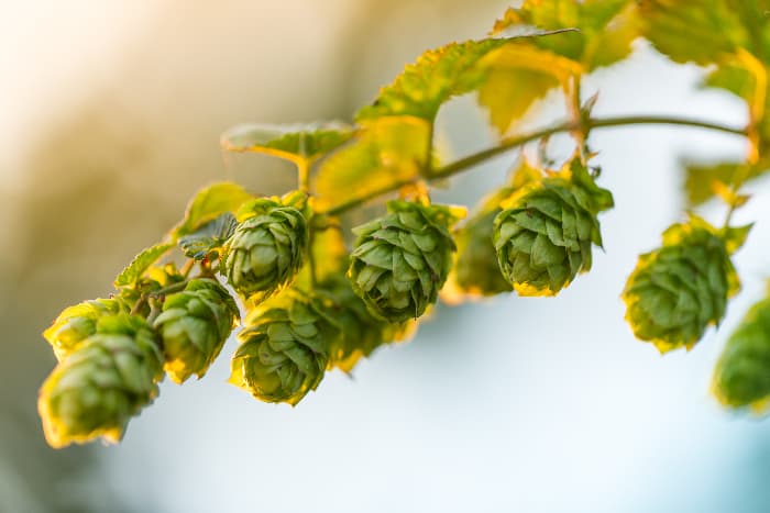 Bine of hops cones on plant.