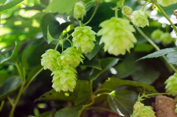 Yellowish hops cones growing on a plant.