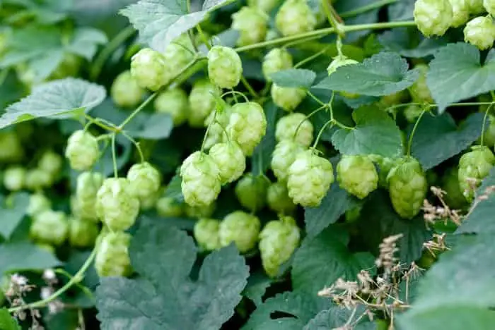 Hops cones growing on a plant.
