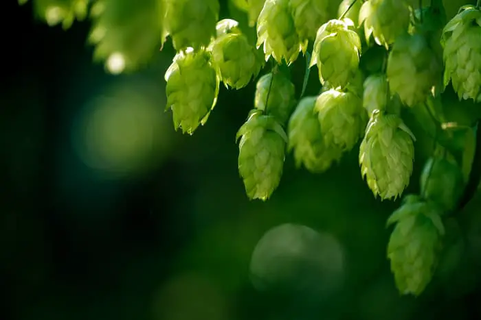 Hops cones growing on a plant.