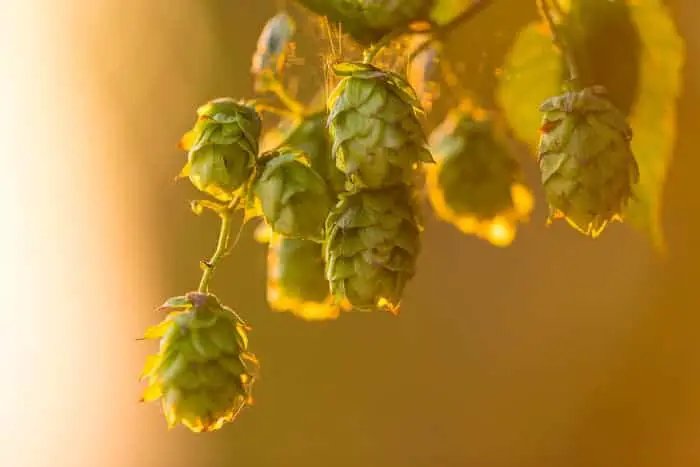 Closeup of hops cones on a plant in sunshine.