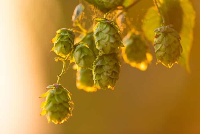 Closeup of hops cones on a plant in sunshine.