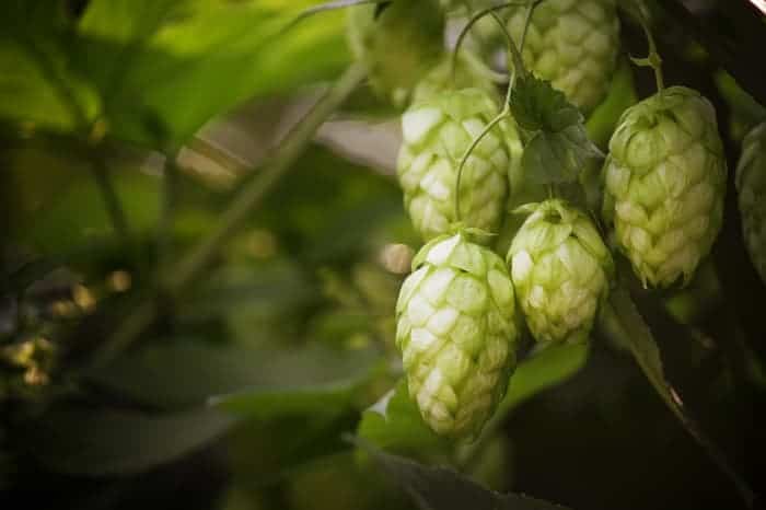 Closeup of hops cones on a plant.