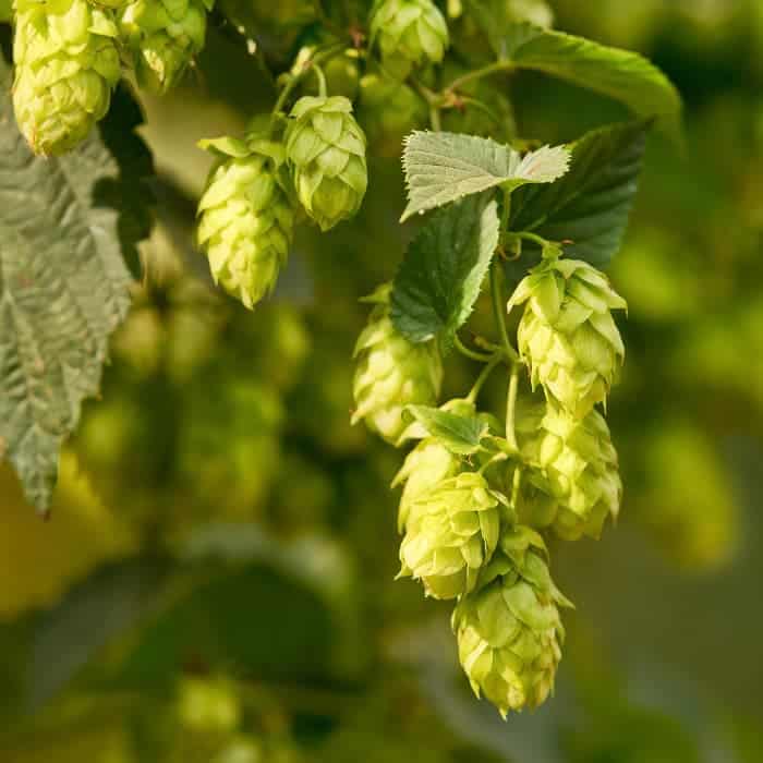 Closeup of hops cones growing on a plant.