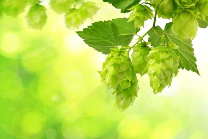 Closeup of yellowish hops cones growing on a plant.