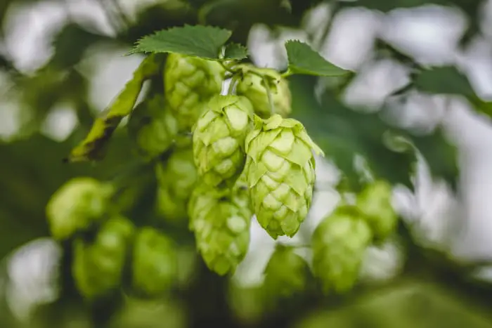 Closeup of hops cones growing on a plant.
