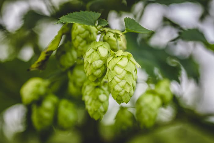 Hops cones on a plant.