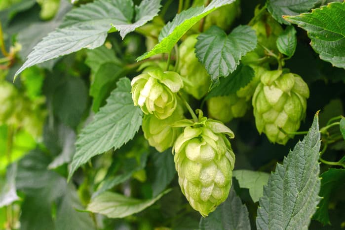 Hops cones on a plant.