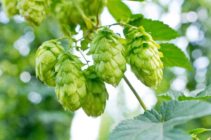 Closeup of hops cones growing on a plant.