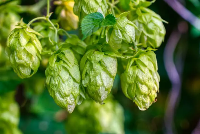 Closeup of group of hops cones on plant.
