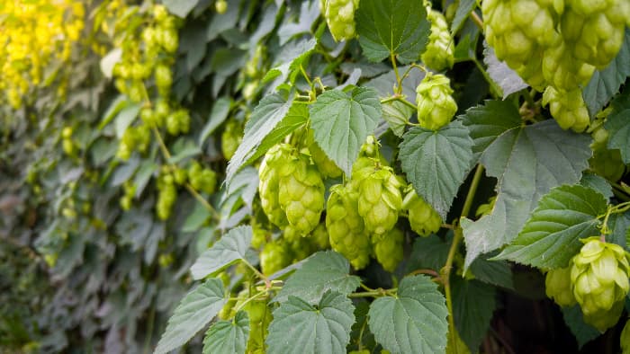 Hops plants growing along a wall.