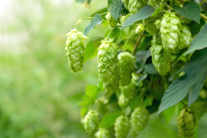 Closeup of hops cones on a plant.