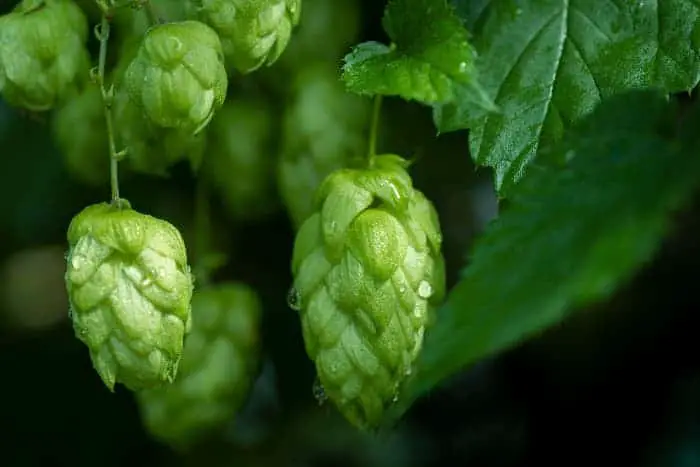 Closeup of hops cones growing on plant.