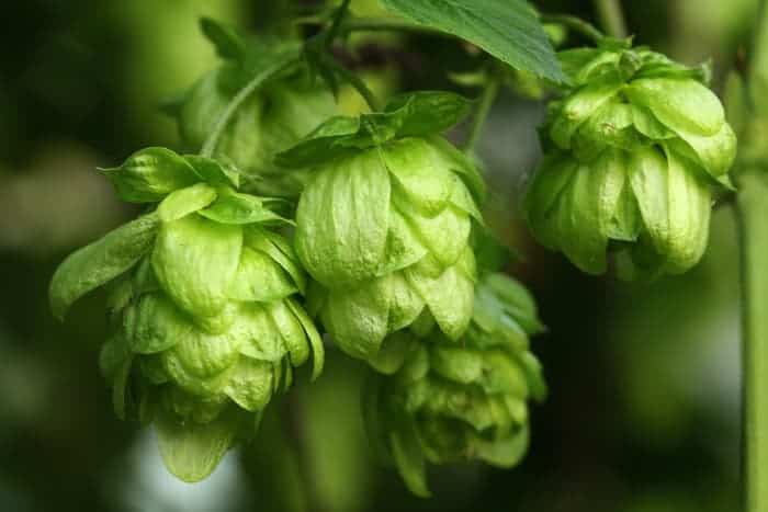 Hops cones o a plant.