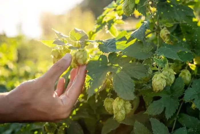 Person holding a hops cone growing on a vine.