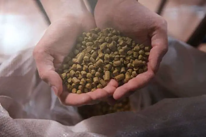 Person holding handfuls of brown hops pellets.