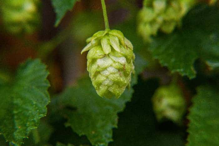 Closeup of hops cones on a plant.