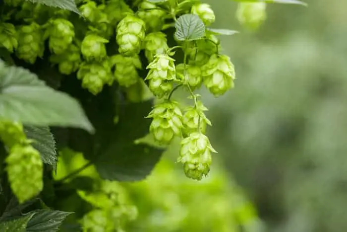 Hops cones on plant.