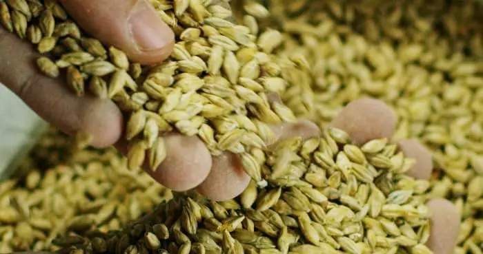 Person with handfuls of malt grains.